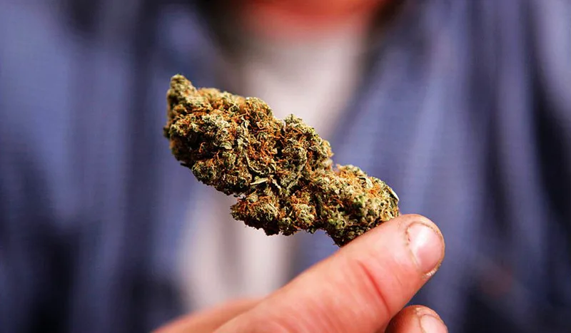 人类以外最聪明10大动物，乌鸦也能榜上有名 - 手机虎扑-APP下载